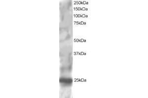 Image no. 2 for anti-Regulator of G-Protein Signaling 1 (RGS1) (C-Term) antibody (ABIN184739)