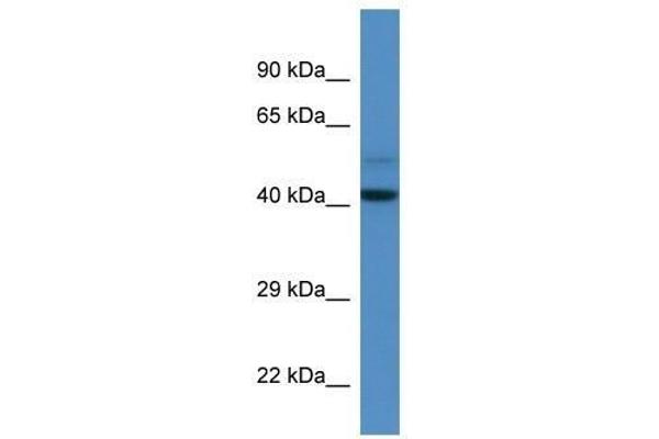 anti-DDB1 and CUL4 Associated Factor 7 (DCAF7) (N-Term) antibody