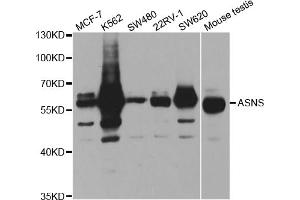Image no. 1 for anti-Asparagine Synthetase (ASNS) antibody (ABIN6569984)