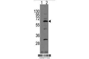 Image no. 2 for anti-NEDD8 Activating Enzyme E1 Subunit 1 (NAE1) (AA 430-459), (C-Term) antibody (ABIN391418)