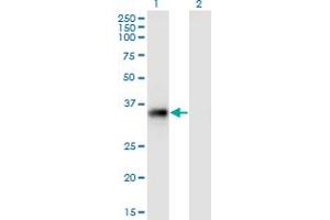 Western Blot analysis of STX11 expression in transfected 293T cell line by STX11 monoclonal antibody (M01), clone 4F9.