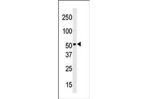 anti-Solute Carrier Family 29 (Nucleoside Transporters), Member 4 (SLC29A4) (AA 39-69), (N-Term) antibody