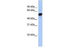 Image no. 1 for anti-Fibroblast Growth Factor Receptor Substrate 3 (FRS3) (Middle Region) antibody (ABIN2774008)