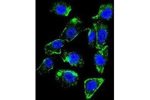 Image no. 4 for anti-Betacellulin (BTC) (AA 24-54), (N-Term) antibody (ABIN950656)