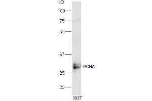 Image no. 2 for anti-Proliferating Cell Nuclear Antigen (PCNA) (AA 201-261) antibody (ABIN676598)
