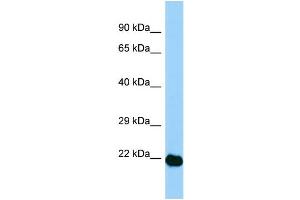 Image no. 1 for anti-Amino-terminal Enhancer of Split (AES) (N-Term) antibody (ABIN2779564)