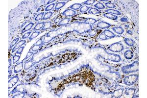 Anti Dhodh Antibody 132 173 N Term Product No Abin