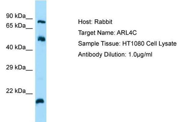 ARL4C antibody  (N-Term)
