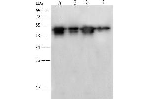 Image no. 2 for anti-SARS-Coronavirus Nucleocapsid Protein (SARS-CoV N) (AA 1-422) antibody (ABIN6924409)