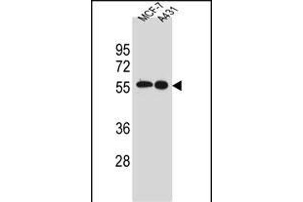 Src anticorps  (N-Term)