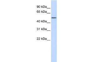Image no. 1 for anti-RAR-Related Orphan Receptor A (RORA) (Middle Region) antibody (ABIN2776008)