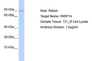 anti-Poly (ADP-Ribose) Polymerase Family, Member 14 (PARP14) (C-Term) antibody
