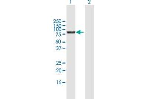 Western Blot analysis of BMP1 expression in transfected 293T cell line by BMP1 MaxPab polyclonal antibody.