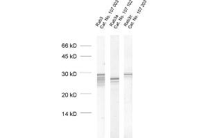 Image no. 1 for anti-RAB3A, Member RAS Oncogene Family (RAB3A) (AA 154-227) antibody (ABIN1742210)
