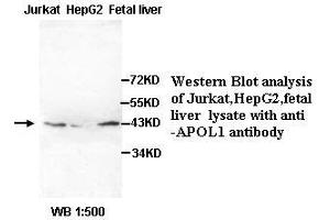 Image no. 2 for anti-Apolipoprotein L, 1 (APOL1) (AA 39-53) antibody (ABIN791085)