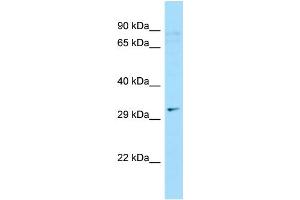 Image no. 1 for anti-Chromosome 9 Open Reading Frame 24 (C9ORF24) (N-Term) antibody (ABIN2790610)