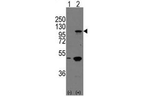 P-Cadherin anticorps  (C-Term)