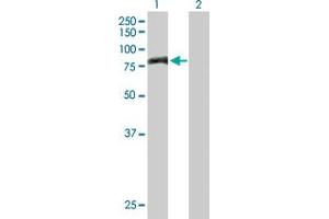 Western Blot analysis of PNPT1 expression in transfected 293T cell line by PNPT1 MaxPab polyclonal antibody.