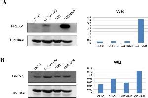 Image no. 5 for anti-Periaxin (PRX) (Center) antibody (ABIN2855135)