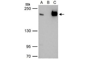 Image no. 1 for anti-TBP-Associated Factor 172 (BTAF1) (C-Term) antibody (ABIN2856344)