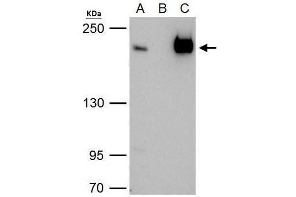 anti-TBP-Associated Factor 172 (BTAF1) (C-Term) antibody