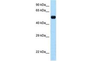 Image no. 1 for anti-TAP Binding Protein-Like (TAPBPL) (AA 61-110) antibody (ABIN6748039)