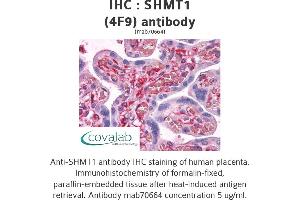 Image no. 3 for anti-serine Hydroxymethyltransferase 1 (Soluble) (SHMT1) (AA 374-483) antibody (ABIN1723521)