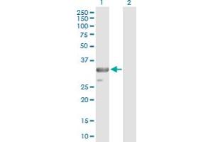 Image no. 2 for anti-TNFRSF1A-Associated Via Death Domain (TRADD) (AA 1-312) antibody (ABIN522158)