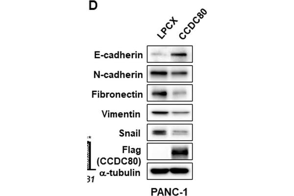 CCDC80 抗体  (AA 201-300)
