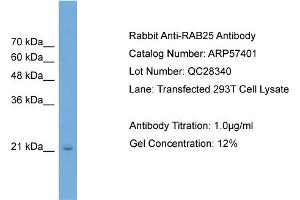 Image no. 2 for anti-RAB25, Member RAS Oncogene Family (RAB25) (Middle Region) antibody (ABIN2787208)