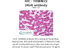 Image no. 1 for anti-Translocase of Outer Mitochondrial Membrane 22 Homolog (TOMM22) (AA 1-143), (full length) antibody (ABIN1723982)