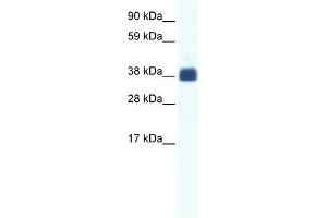 Image no. 1 for anti-Gap Junction Protein, delta 2, 36kDa (GJD2) (Middle Region) antibody (ABIN630262)
