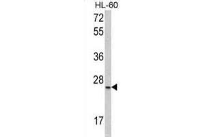 Image no. 1 for anti-serine/arginine-Rich Splicing Factor 1 (SRSF1) antibody (ABIN3002838)