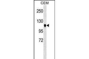 ATXN7 Antibody (Center) (ABIN1538351 and ABIN2848592) western blot analysis in CEM cell line lysates (35 μg/lane).