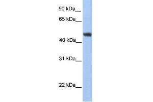 Image no. 1 for anti-Asparagine-Linked Glycosylation 2, alpha-1,3-Mannosyltransferase Homolog (ALG2) (C-Term) antibody (ABIN2783587)