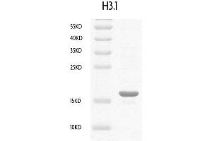 Image no. 1 for Histone H3.1 (HIST1H3B) (full length) protein (ABIN2669580)