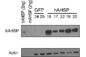 Image no. 3 for anti-alpha Hemoglobin Stabilizing Protein (aHSP) antibody (ABIN1043695)