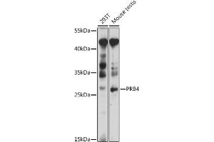 PRB4 antibody  (AA 178-247)