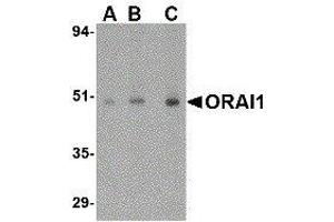 Image no. 1 for anti-ORAI Calcium Release-Activated Calcium Modulator 1 (ORAI1) (C-Term) antibody (ABIN2475964)