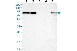 Image no. 2 for anti-Host Cell Factor C2 (HCFC2) antibody (ABIN5579630)