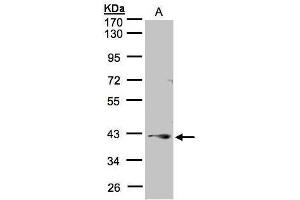 Image no. 1 for anti-Protein Phosphatase 2A Activator, Regulatory Subunit 4 (PPP2R4) (Center) antibody (ABIN2856172)