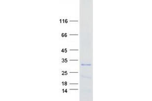 TDRP/C8orf42 Protein (Myc-DYKDDDDK Tag)