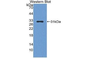 Image no. 1 for anti-serpin Peptidase Inhibitor, Clade B (Ovalbumin), Member 1 (SERPINB1) (AA 13-252) antibody (ABIN1868959)