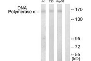 Image no. 1 for anti-DNA Polymerase alpha (POLA1) (AA 81-130) antibody (ABIN1533603)