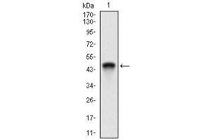 Image no. 2 for anti-Alanyl (Membrane) Aminopeptidase (ANPEP) (AA 781-967) antibody (ABIN5912095)