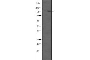 Image no. 1 for anti-Euchromatic Histone-Lysine N-Methyltransferase 1 (EHMT1) antibody (ABIN6258149)