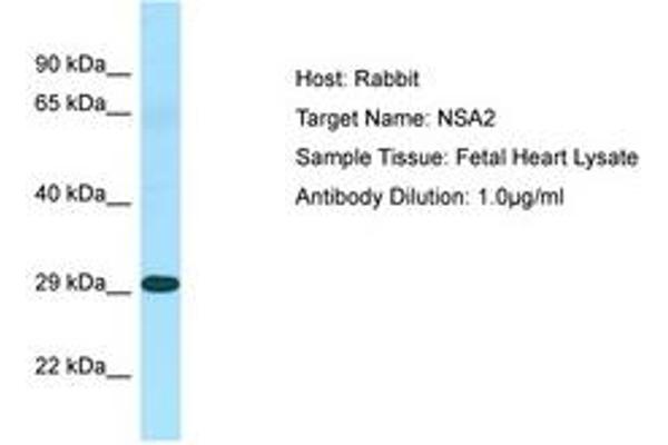 NSA2 antibody  (N-Term)