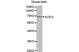 Image no. 1 for anti-Acyl-CoA Synthetase Long-Chain Family Member 5 (ACSL5) antibody (ABIN1678546)
