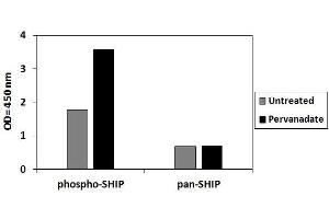 Inositol Polyphosphate-5-Phosphatase, 145kDa (INPP5D) ELISA Kit