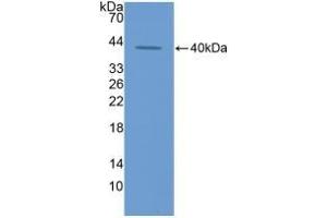 ECF antibody  (AA 24-97)